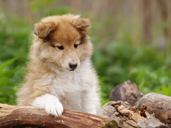 güzel sığınak yavru akıllı bakmak