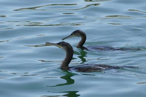 Pareja Cormoranes Nadando Las Aguas Cristalinas Del Parque Del Delta —  Fotos de Stock