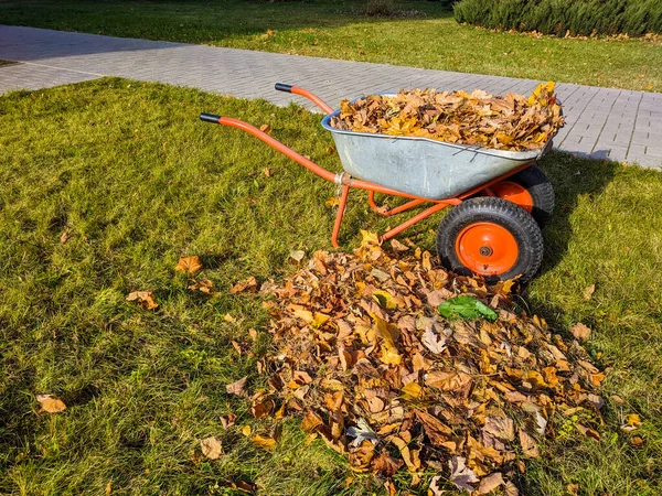 Metal Cart Filled Dry Leaves Pile Foliage Autumn Cleaning Yard — Stock Photo, Image