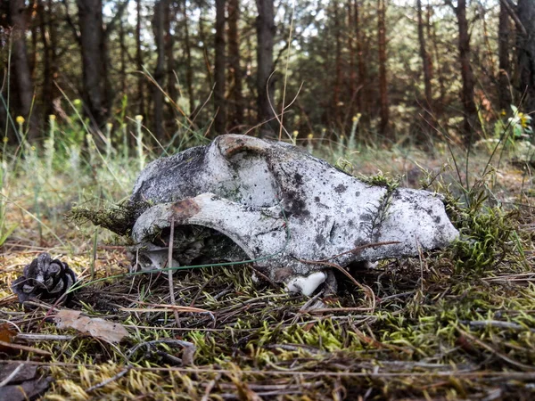 Gruseliges Altes Tierschädel Profil Mit Moos Überwuchert Wildem Dichten Wald — Stockfoto