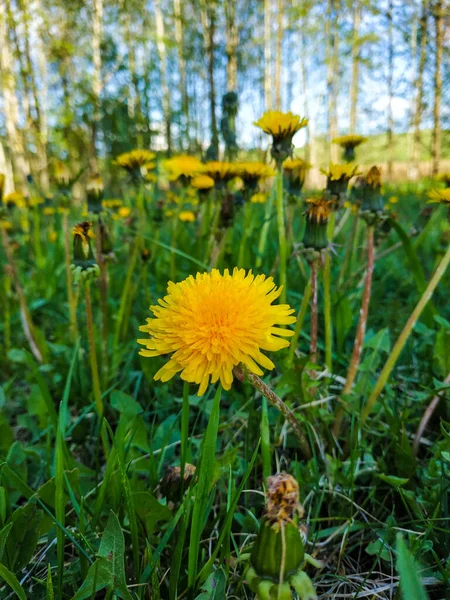 Fluffiga Soliga Maskros Bakgrunden Maskros Äng Slutet Våren Promenad Parken — Stockfoto