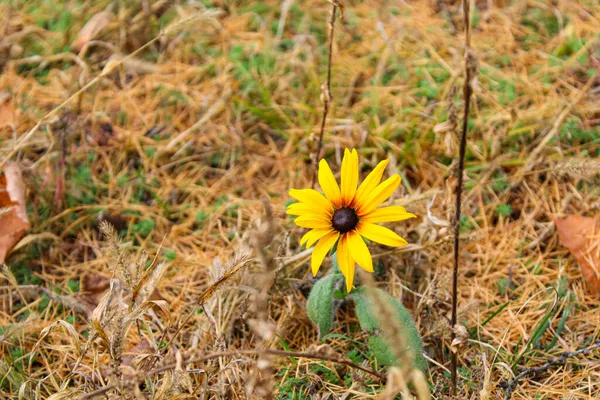 Único Amarelo Rudbeckia Flor Fundo Embaçado Grama Outono Murcha Folhas — Fotografia de Stock