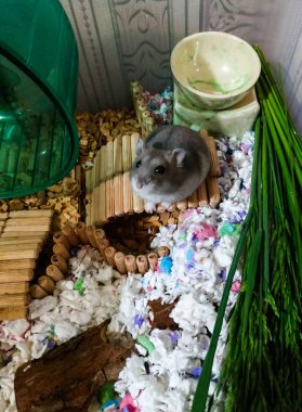 Evinin yakınındaki küçük gri Dzungarian hamsterı. Tekerlek pençelerini katlamış ve acınası bir şekilde bakmış.