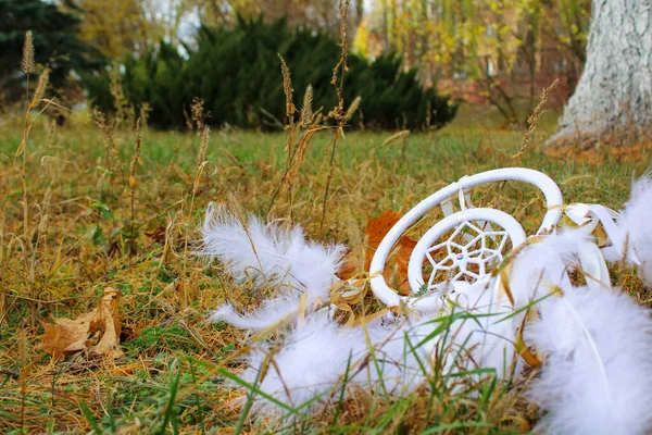 Kayıp Beyaz Tüylü Düş Kapanı Diy Sonbaharda Parkta Yatıyor Mistisizmin — Stok fotoğraf