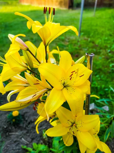 庭のプロットで育った黄色のユリは太陽よりも緑豊かで輝きます — ストック写真