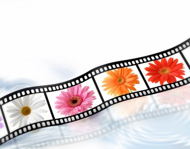 Film şeridi çiçekler