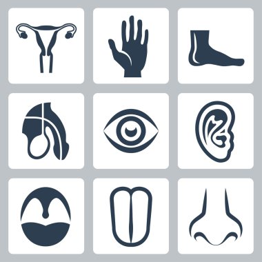 Vetor external organs and reproductive system icons set clipart