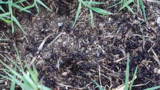 Trabajadores grandes hormigas negras trabajan entre la hierba recogiendo suministros para la colonia — Vídeos de Stock