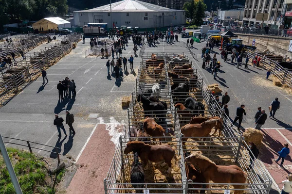 Andorra la Vella, Andorra - 10.26.2021: toynaklı sığır gösterisi ve yarışma (atlar ve inekler)