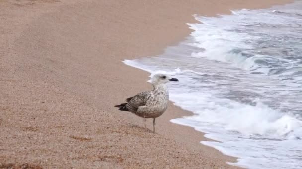 Seagull on beach with waves — Stock Video