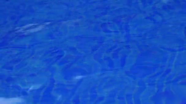 Une vue imprenable sur les eaux turquoises dans une piscine moderne — Video