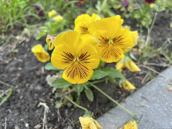 The garden pansy is a type of large-flowered hybrid plant cultivated as a garden flower. Beautiful yellow flower close up.