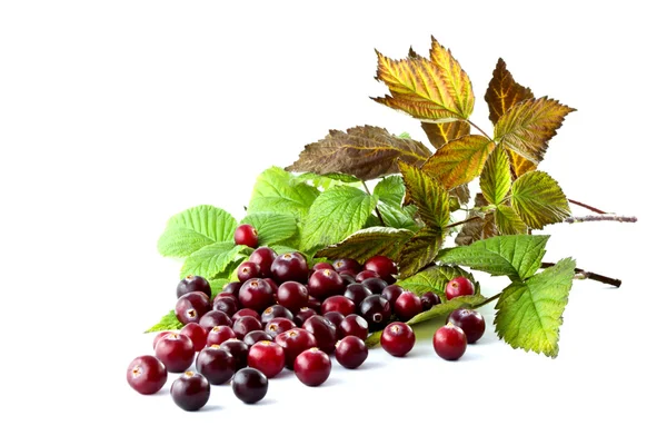 Cranberries with leaves — Stock Photo, Image
