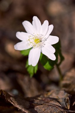 İlk bahar çiçekleri