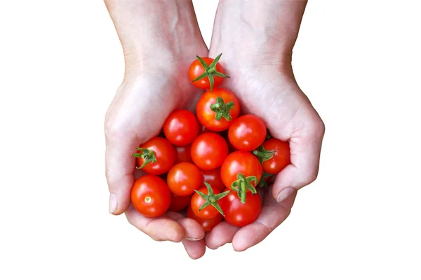 Mujer sosteniendo tomates en las manos — Foto de Stock