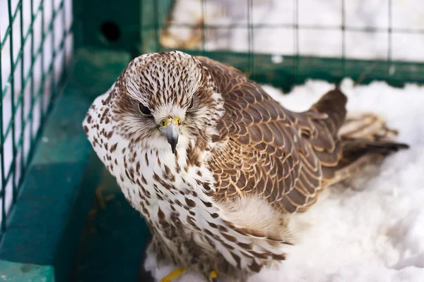 Falke im Zoo — Stockfoto