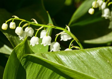 Lily vadi (Convallaria)