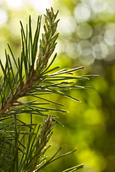 Pine branch with young runaways — Stock Photo, Image
