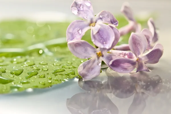 Lilac flowers in water