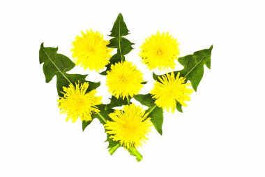 Sarı dandelions