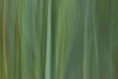 Yeşil soyut arkaplan