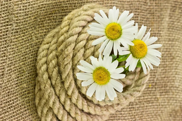 Marguerites sur toile de jute avec corde — Photo