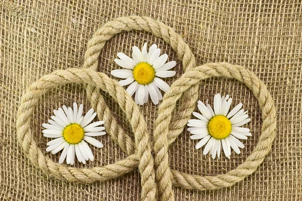 Marguerites sur fond de toile de jute — Photo