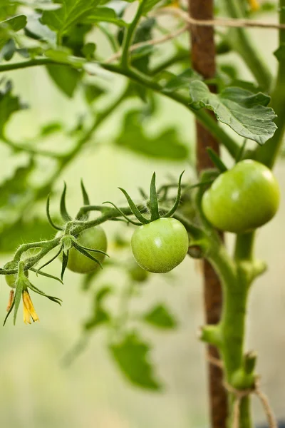 Grüne Tomaten im Garten — Stockfoto