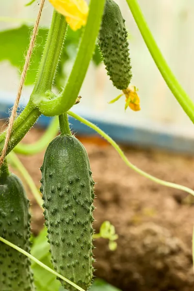 온실에 있는 오이 — 스톡 사진