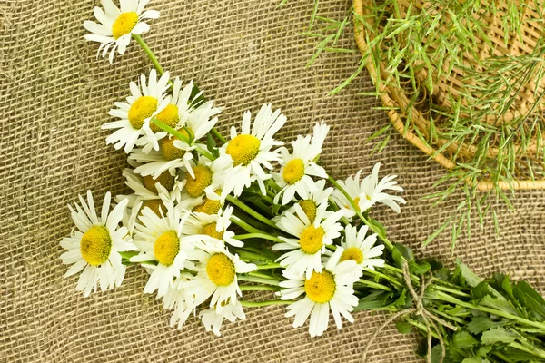 Marguerites sur fond de toile de jute — Photo