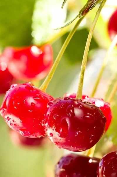 Cherries on a branch — Stock Photo, Image