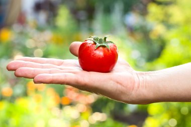 kadın bir yandan domates