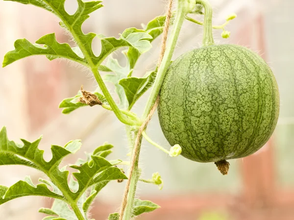 Wassermelone im Gewächshaus anbauen — Stockfoto