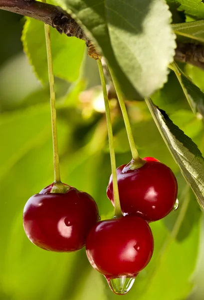 Cherries on a branch — Stock Photo, Image