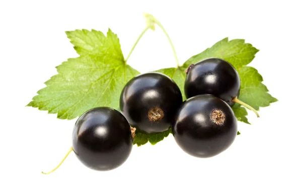 Black currant on a white background — Stock Photo, Image