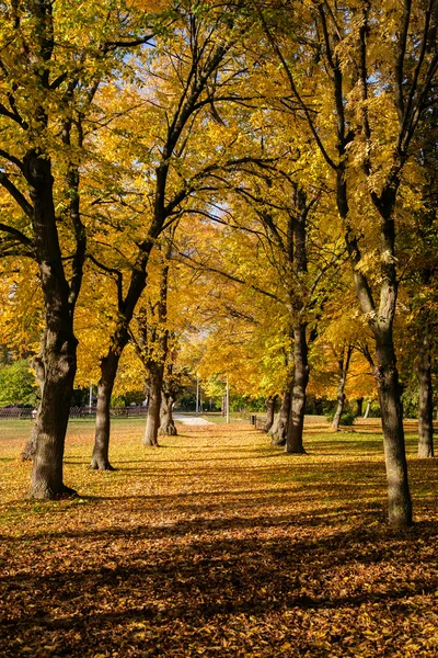 Vackra höst road i parken — Stockfoto