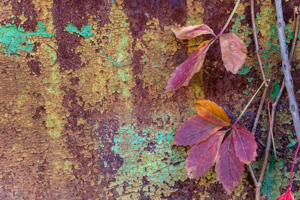 paslı metal arka plan üzerinde sonbahar yaprakları