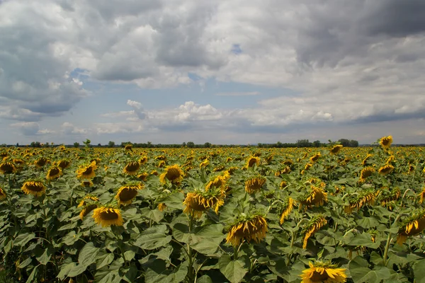 fırtına bulutları ayçiçeği alanın üzerinde