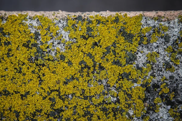 Beton üzerinde moss. Makro
