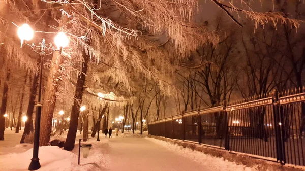 Ramos Brancos Parque Inverno Kharkiv Janeiro 2017 — Fotografia de Stock
