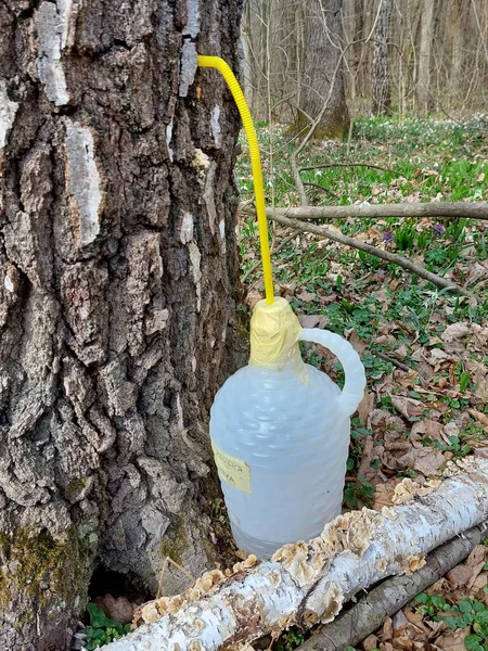 Plastic Canister Gather Birch Juice Forest Birch Tree Croatia —  Fotos de Stock