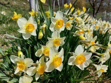 Bahçedeki beyaz ve sarı narsisli bahar çiçekleri kapanıyor.
