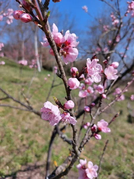 Grenar Med Rosiga Blommor Persikoträd Trädgården Våren — Stockfoto