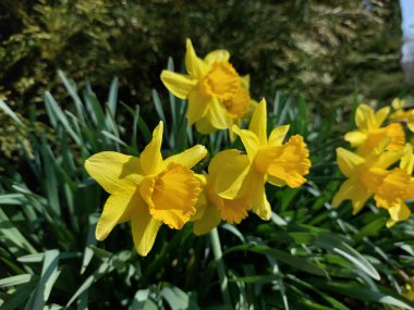 Sarı narsis - Bahar çiçekleri kapanıyor