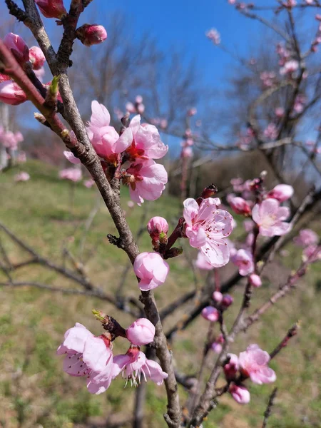Rosiga Blommor Persikoträd Blommar Trädgården — Stockfoto