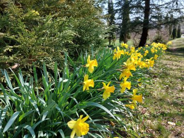 Parkta sarı narsis - Bahar çiçekleri