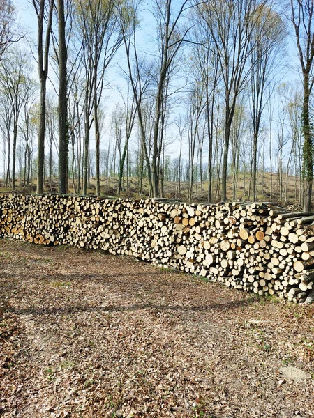 Stacks Cutted Trees Forest Firewood — Stock Photo, Image