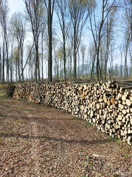 Stapel Gefällter Bäume Wald Holz — Stockfoto