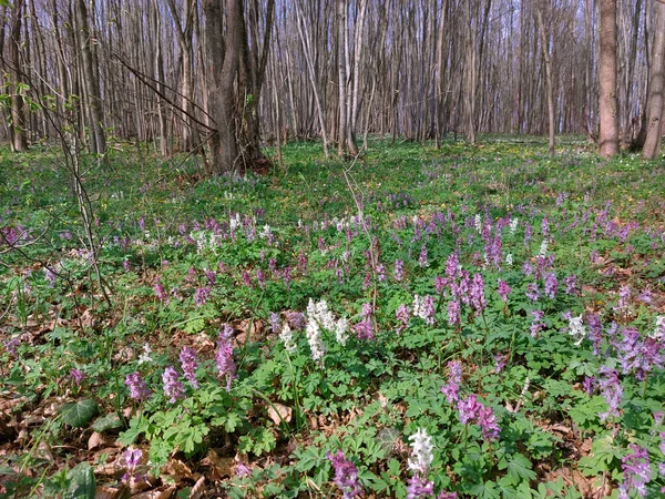 春の森の緑の草原の紫と白の花 — ストック写真