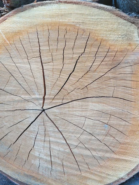 Cut Tree Trunk Radial Cracks — Stock Photo, Image